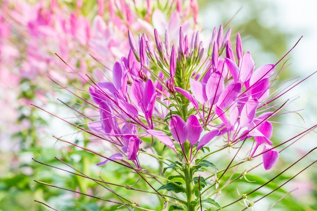 Fleurs tropicales