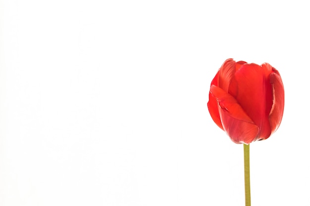 Fleurs de tulipe sur fond blanc avec un espace pour votre texte.