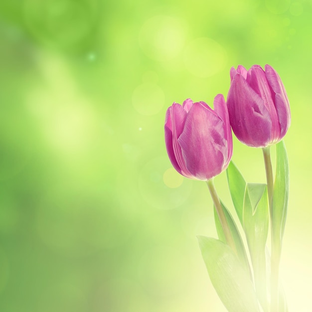 Fleurs de tulipe sur le fond floral bokeh vert