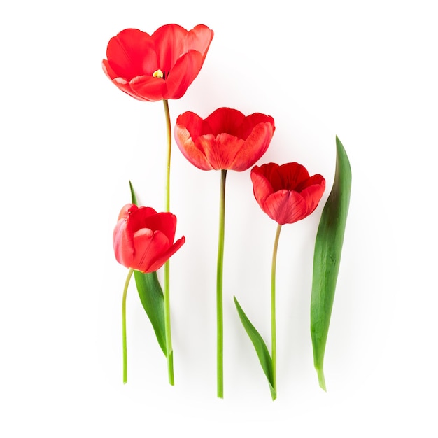 Fleurs de tulipe rouge