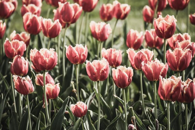 Fleurs de tulipe rouge