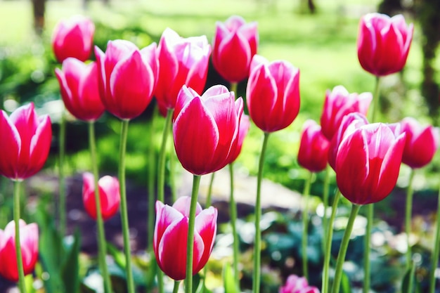 Fleurs de tulipe rouge