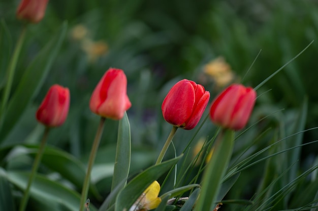 Fleurs de tulipe rouge