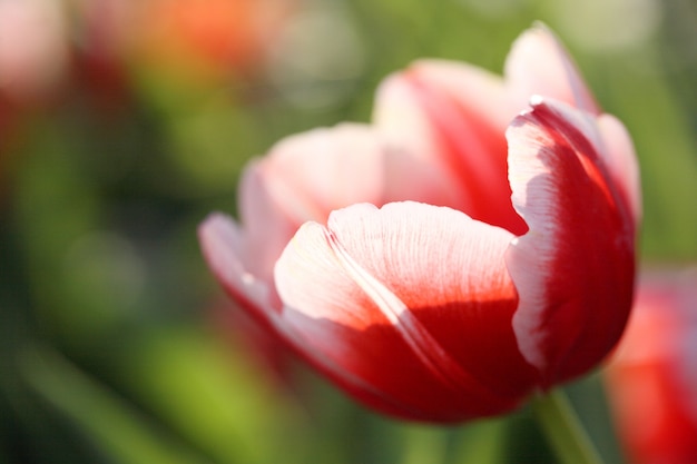 Fleurs de tulipe