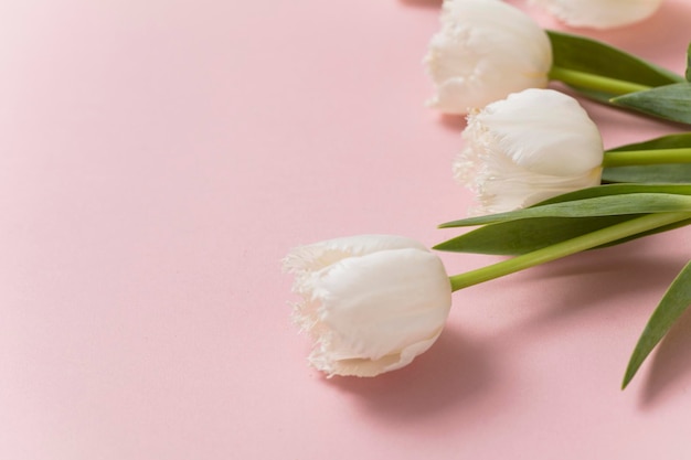 Fleurs de tulipes blanches sur fond rose pastel