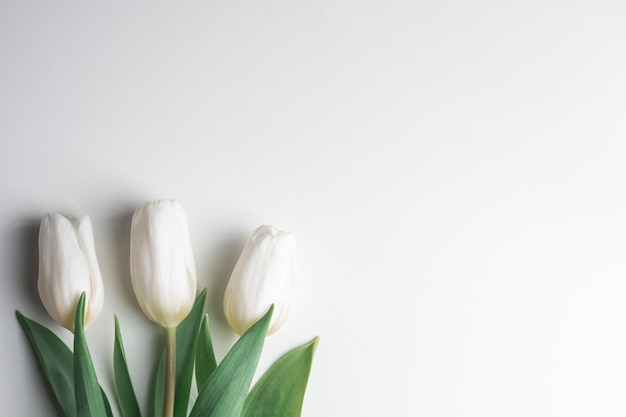 Photo fleurs de tulipes blanches sur papier blanc fond de pâques et de printemps