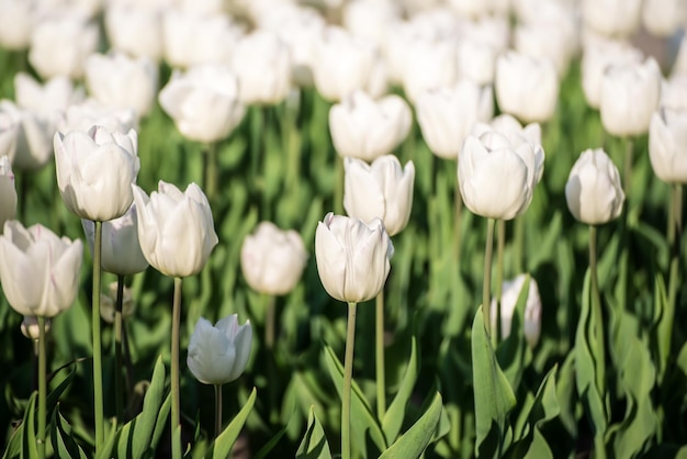 Fleurs de tulipes blanches