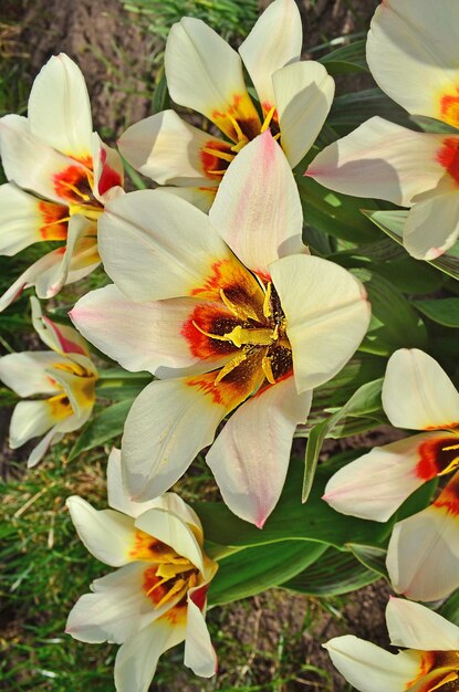 Fleurs de tulipes blanches