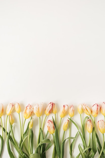 Fleurs de tulipes colorées sur blanc