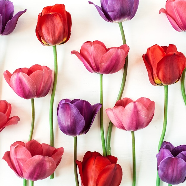 Fleurs de tulipes colorées sur blanc.