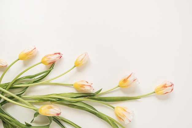 Fleurs de tulipes colorées sur blanc