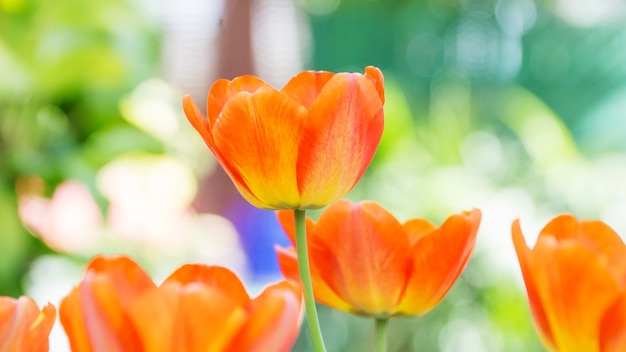 Fleurs de tulipes colorées dans le jardin.