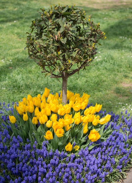 Fleurs de tulipes colorées fleurissent dans le jardin de printemps