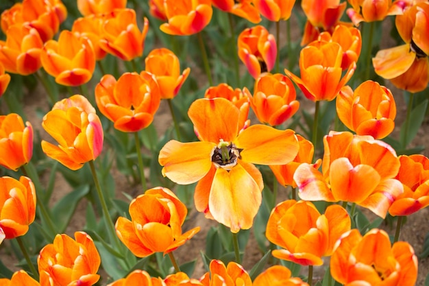 Des fleurs de tulipes colorées fleurissent dans le jardin