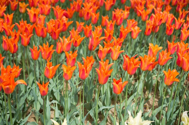 Des fleurs de tulipes colorées fleurissent dans le jardin