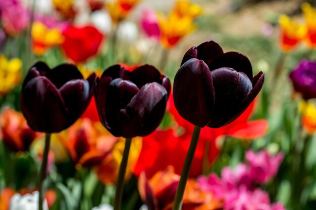 Des fleurs de tulipes colorées fleurissent dans le jardin