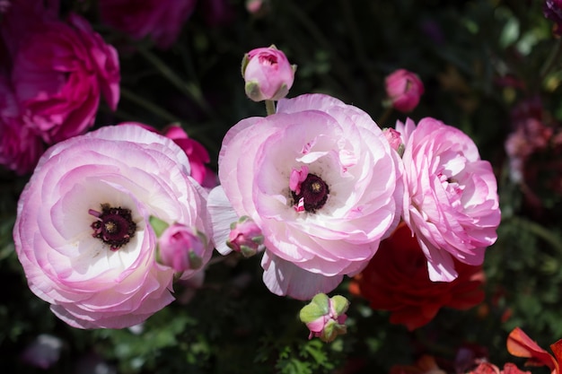 Des fleurs de tulipes colorées fleurissent dans le jardin