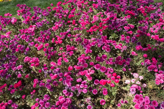 Des fleurs de tulipes colorées fleurissent dans le jardin