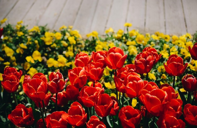 Des fleurs de tulipes colorées fleurissent dans le jardin