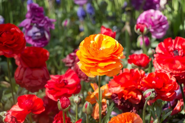 Des fleurs de tulipes colorées fleurissent dans le jardin