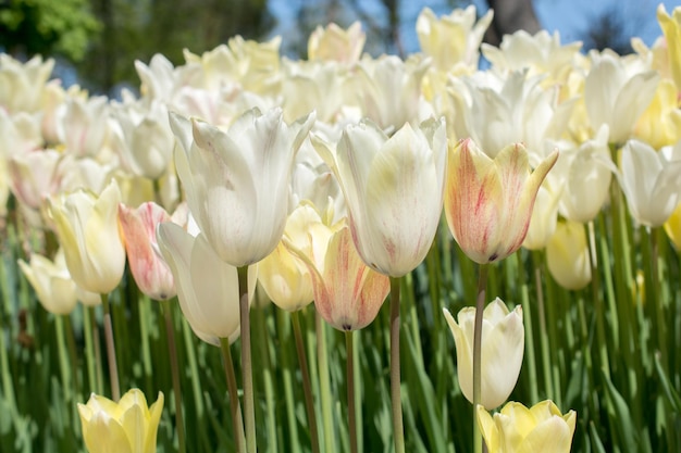 Des fleurs de tulipes colorées fleurissent dans le jardin