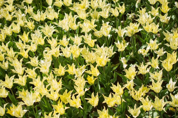 Fleurs de tulipes colorées en fleurs comme fond floral