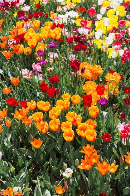 Fleurs de tulipes colorées en fleurs comme fond floral