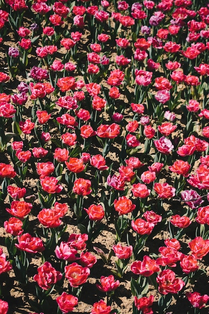 Fleurs de tulipes colorées en fleurs comme fond floral