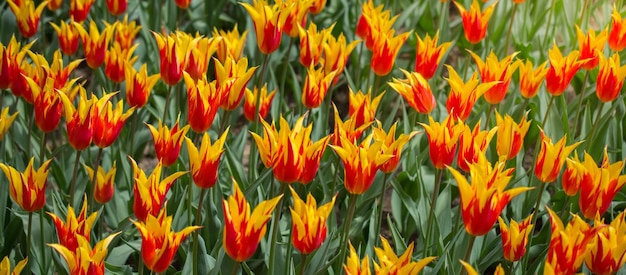 Fleurs de tulipes colorées en fleurs comme fond floral