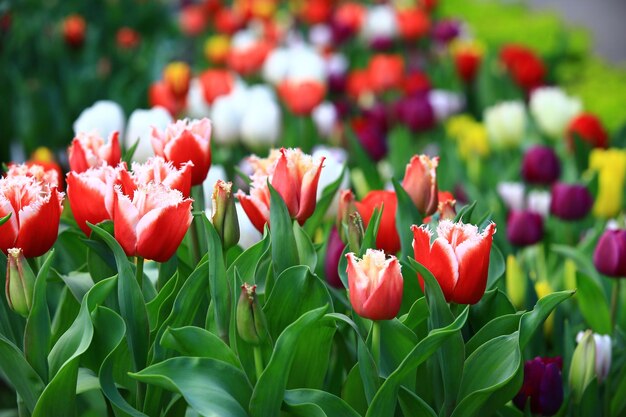 fleurs de tulipes colorées en fleurs avec des feuilles vertesgros plan de fleurs de tulipes rouges avec des fleurs blanches