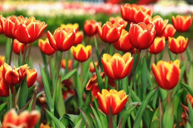 fleurs de tulipes colorées en fleursgros plan de jaune avec des fleurs de tulipes orange