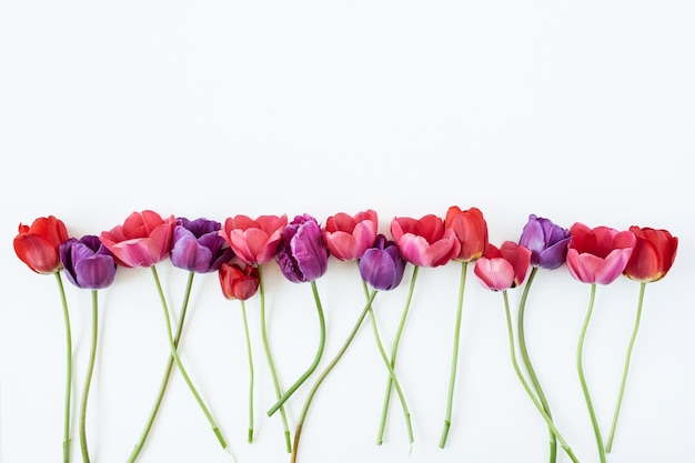 Fleurs de tulipes colorées sur fond blanc.