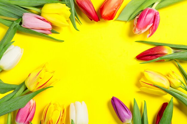 Fleurs de tulipes colorées sur fond jaune