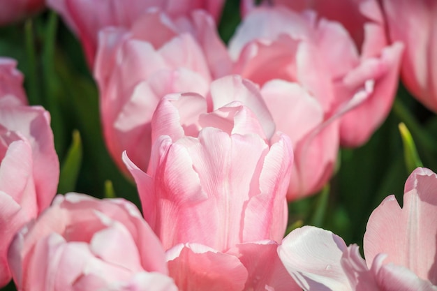 Fleurs de tulipes colorées fraîches fleurissent dans le jardin