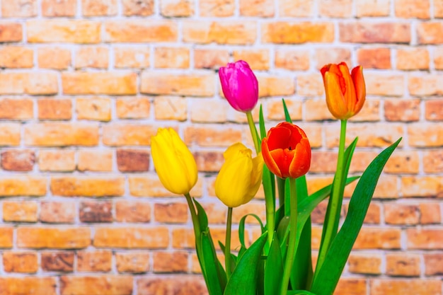 Fleurs de tulipes colorées