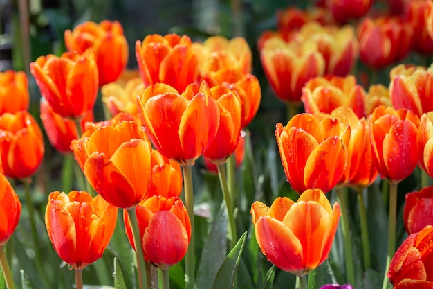 Fleurs de tulipes dans le champ