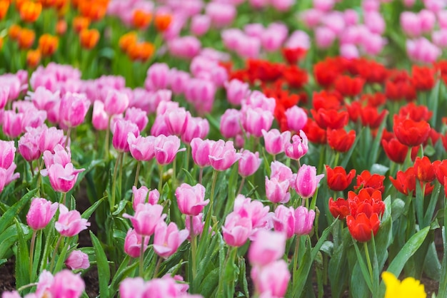 Fleurs de tulipes dans le jardin