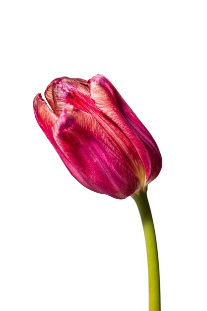 Fleurs tulipes fanées fleurs mortes sur fond blanc isolé