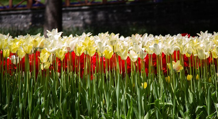 Photo fleurs de tulipes en fleurs au printemps comme fond floral
