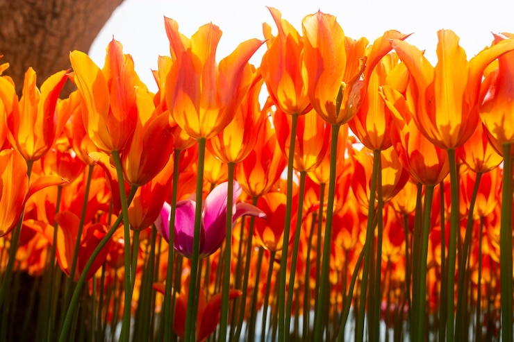 Photo fleurs de tulipes en fleurs au printemps comme fond floral