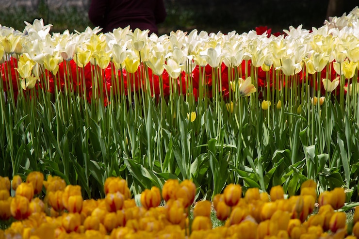 Photo fleurs de tulipes en fleurs au printemps comme fond floral