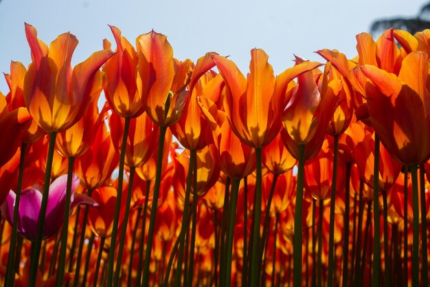 Fleurs de tulipes en fleurs au printemps comme fond floral