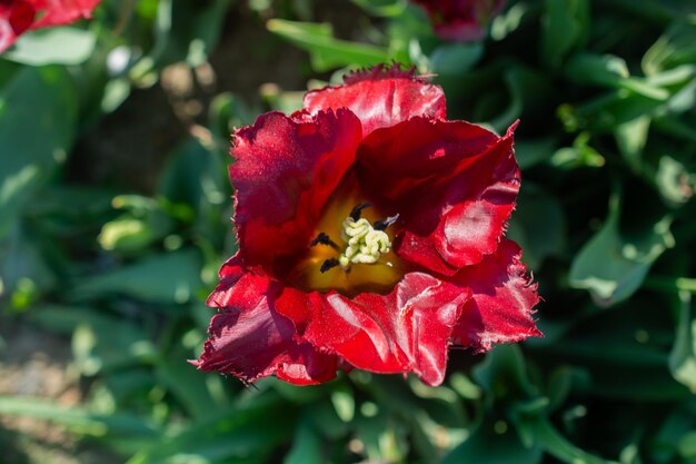 Photo fleurs de tulipes en fleurs comme fond de plante florale