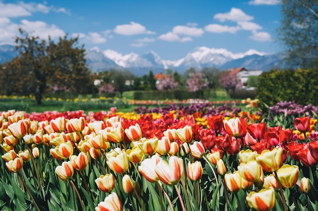 Fleurs de tulipes en fleurs dans l'Arboretum Slovénie Europe Jardin ou parc naturel avec les montagnes des Alpes en arrière-plan Floraison printanière