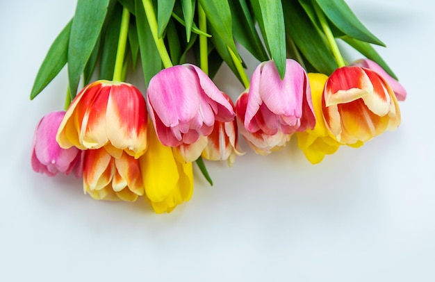 Fleurs tulipes sur fond blanc mise au point sélective