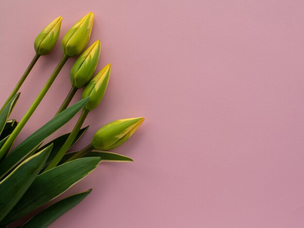 Fleurs de tulipes et fond de papier avec espace de copie