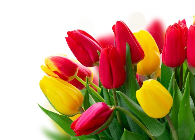 Fleurs de tulipes fraîches rouges et jaunes sur fond blanc