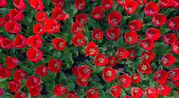 Fleurs de tulipes fraîches rouges