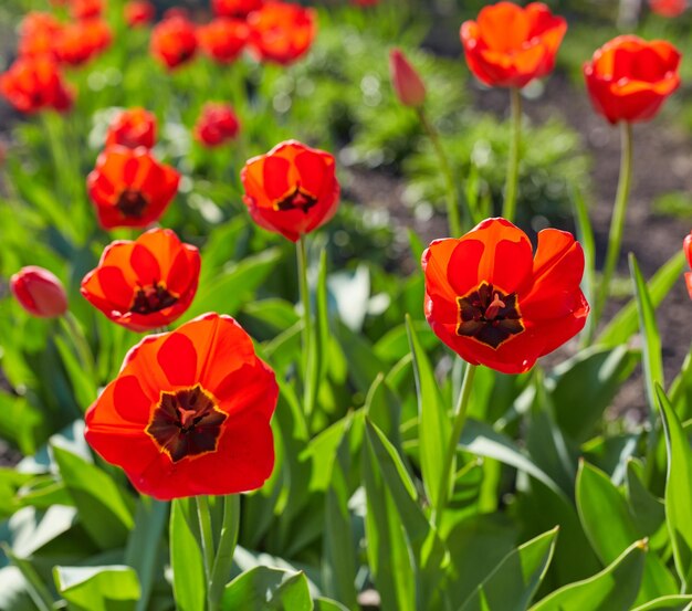 Fleurs de tulipes en gros plan