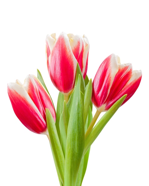 Fleurs de tulipes isolées pour la conception de vacances, isolés sur une surface blanche